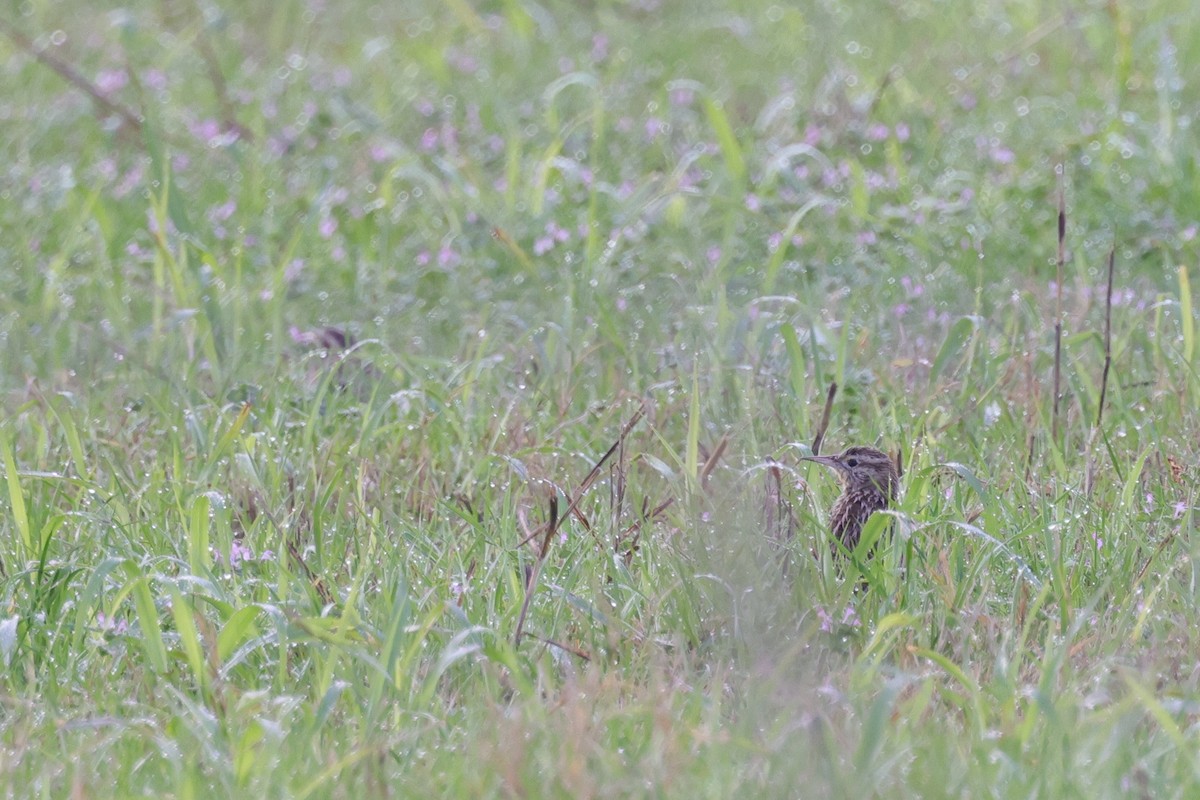 Western Meadowlark - ML621859793