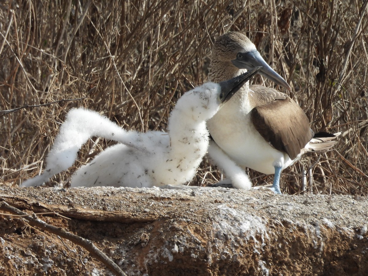 Blue-footed Booby - ML621859811