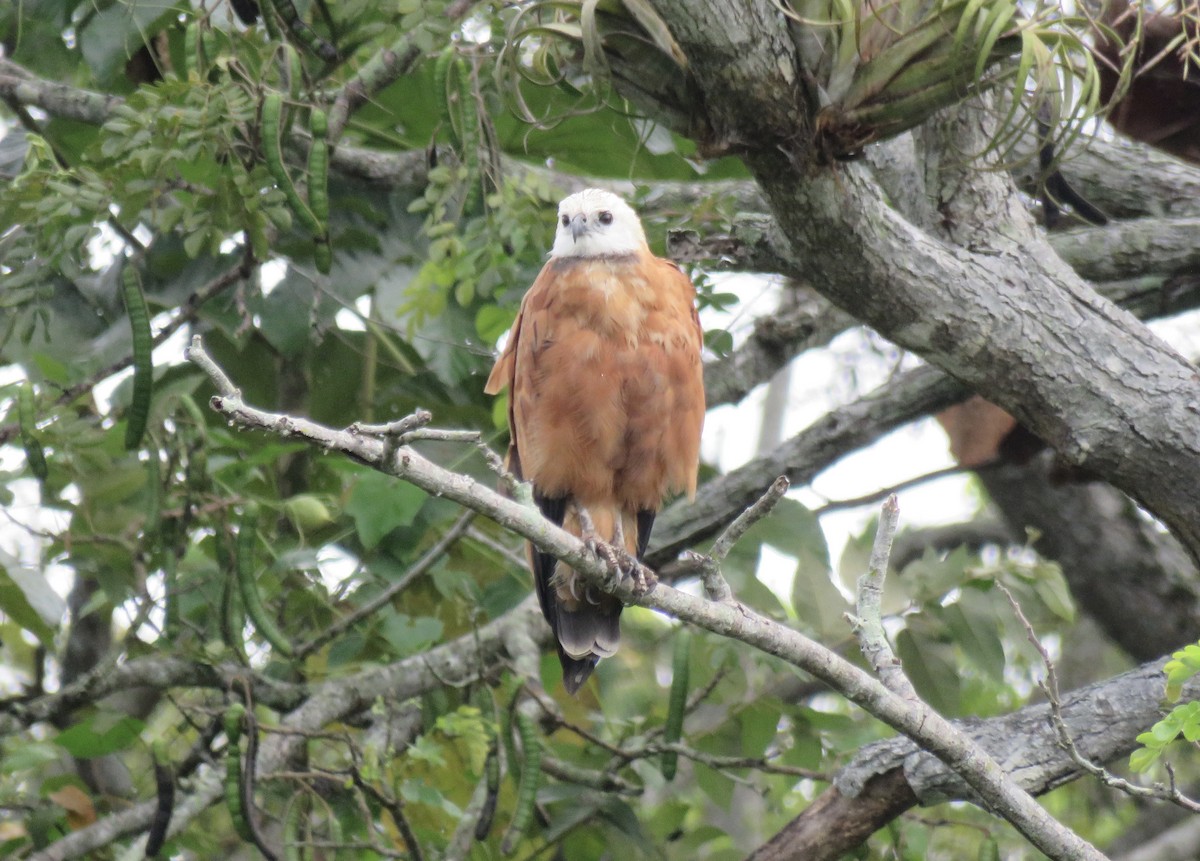 Black-collared Hawk - ML621859818