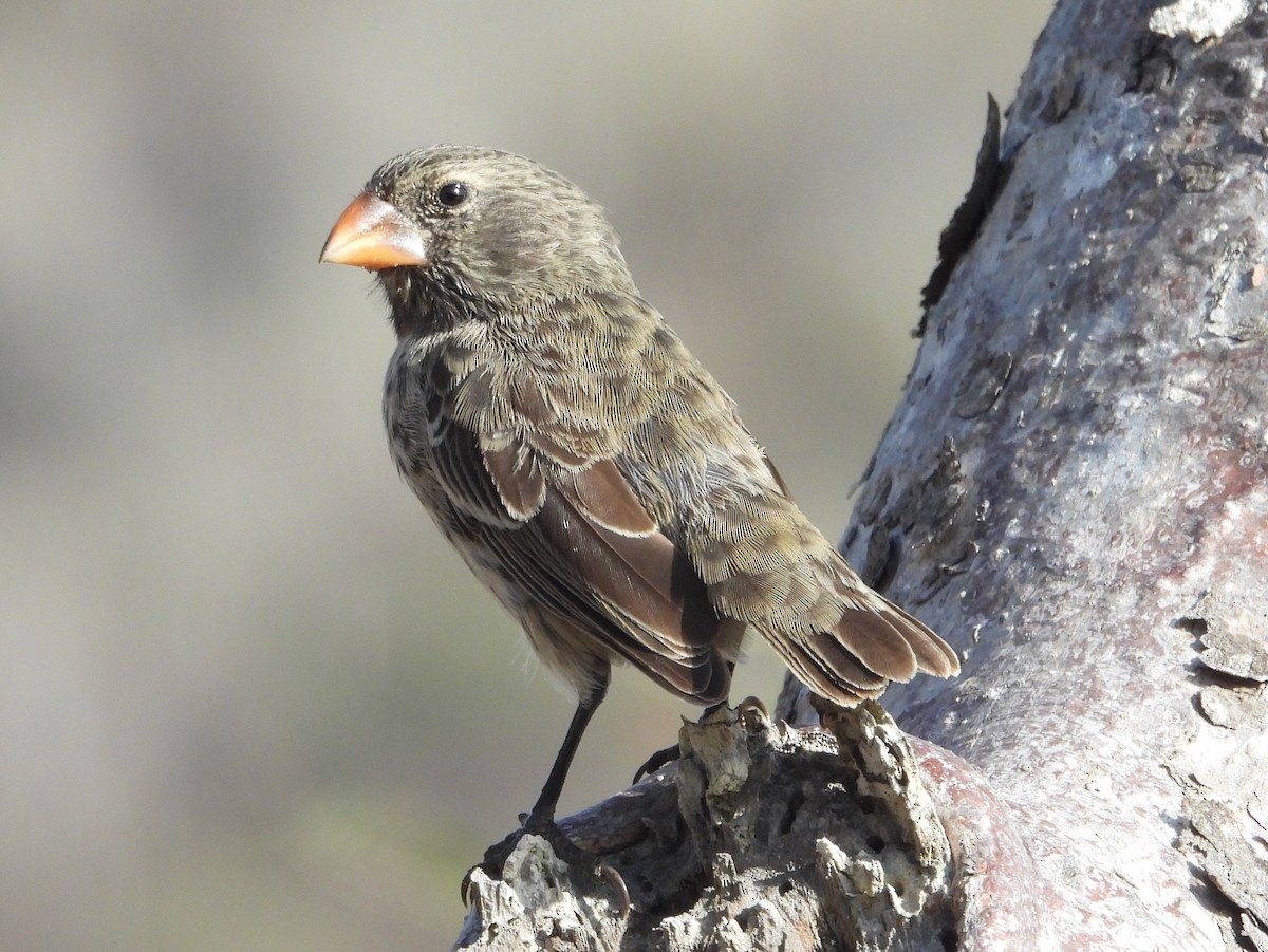 Medium Ground-Finch - ML621859822