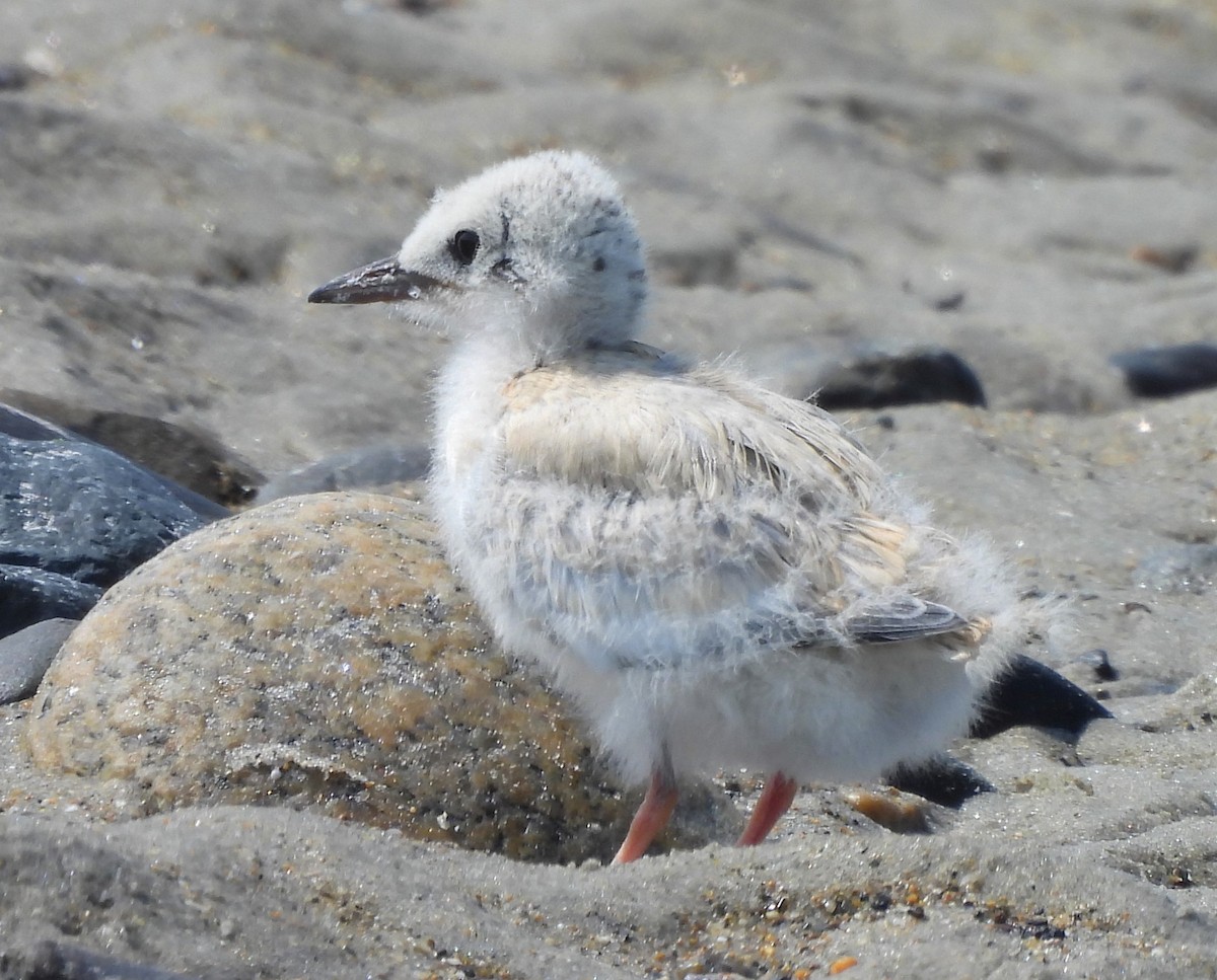 Least Tern - ML621859830