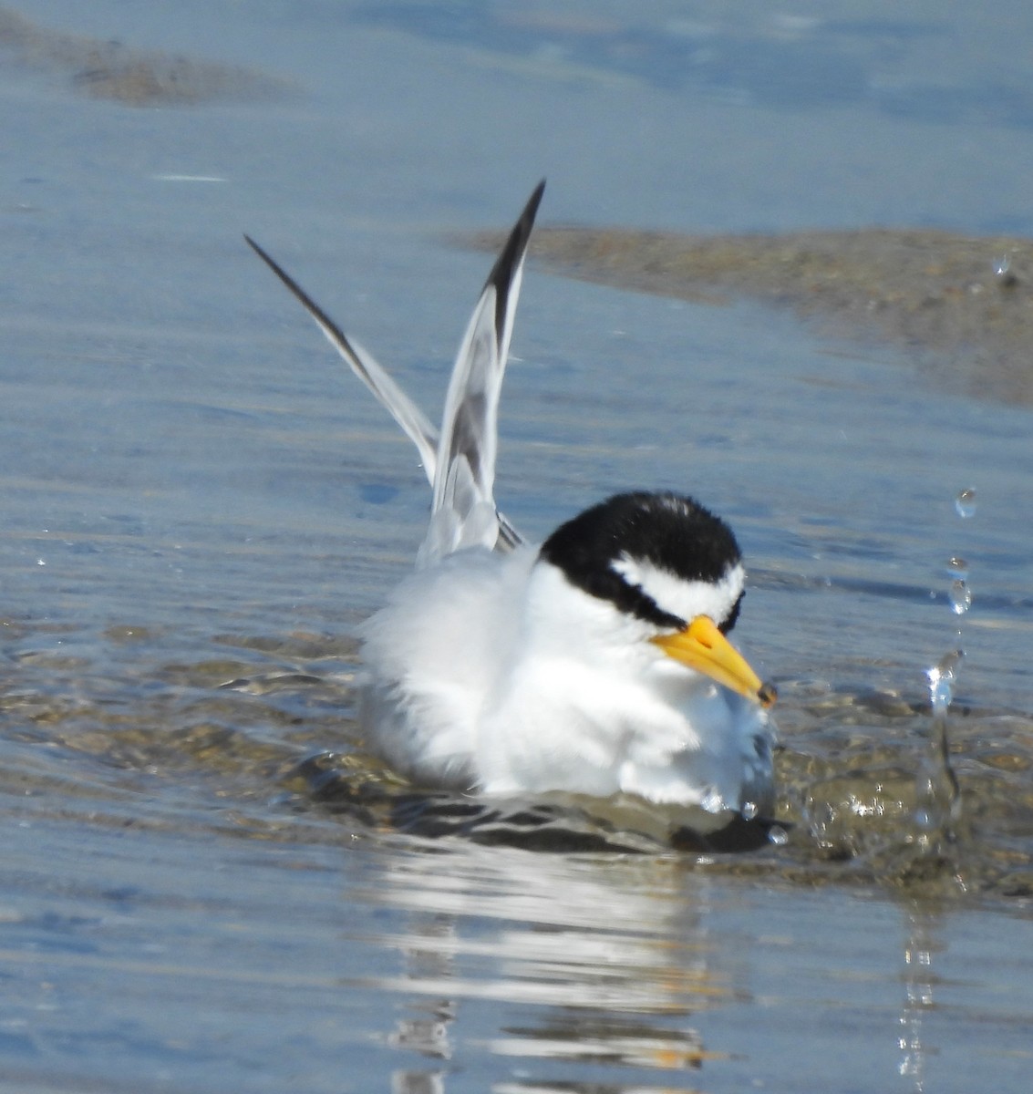 Least Tern - ML621859831