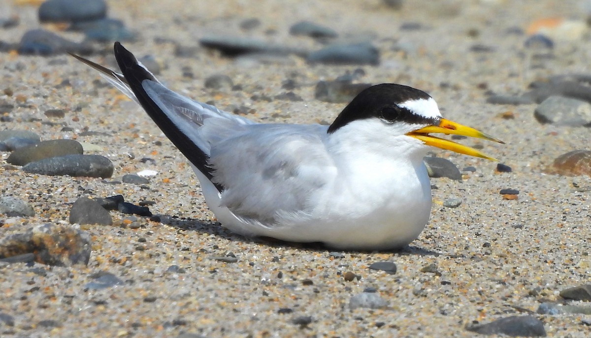 Least Tern - ML621859832