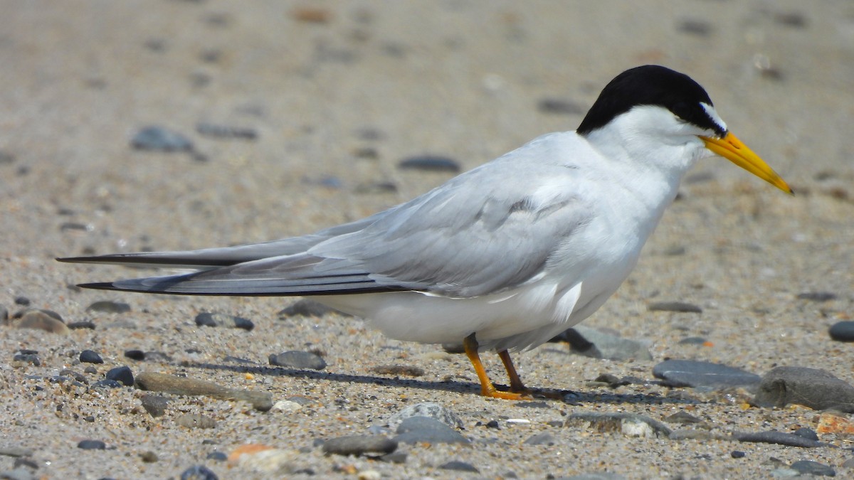 Least Tern - ML621859833