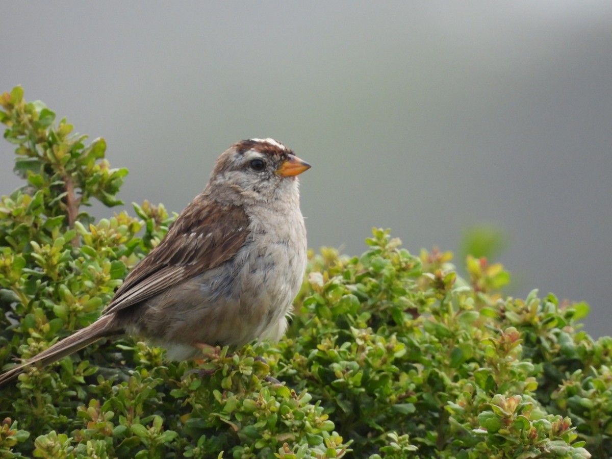 White-crowned Sparrow - Ian M