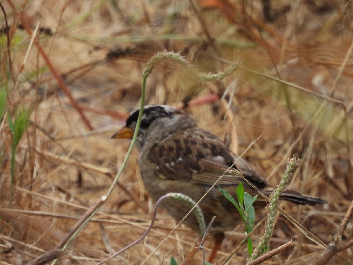 White-crowned Sparrow - ML621859837