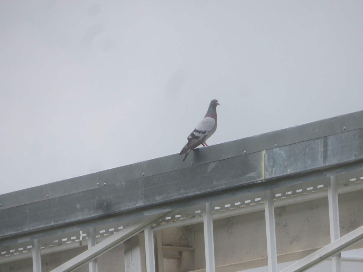 Rock Pigeon (Feral Pigeon) - William Kuk