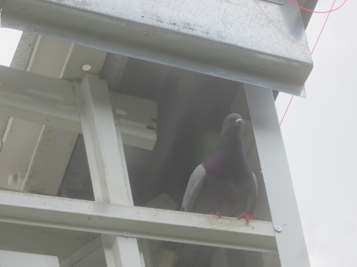 Rock Pigeon (Feral Pigeon) - ML621859848