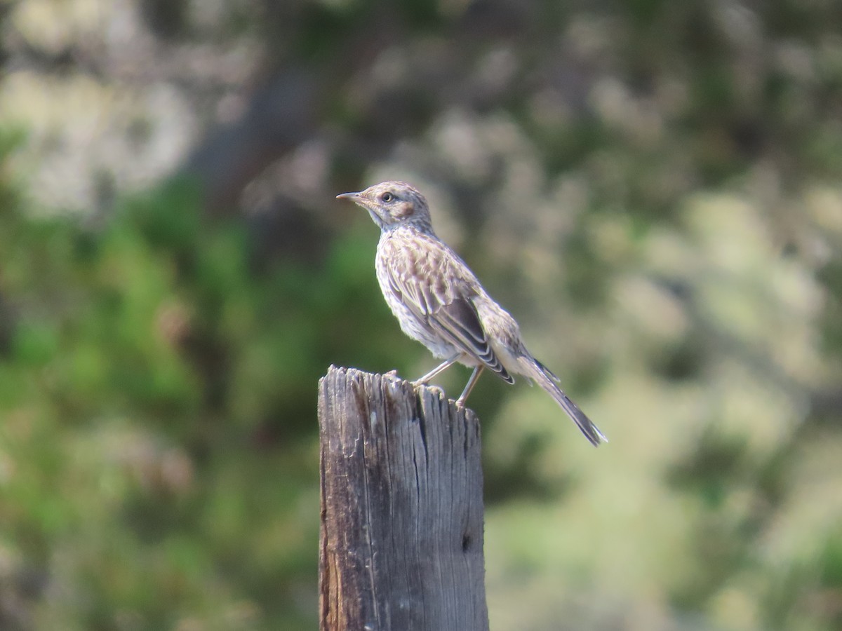 Sage Thrasher - ML621859856