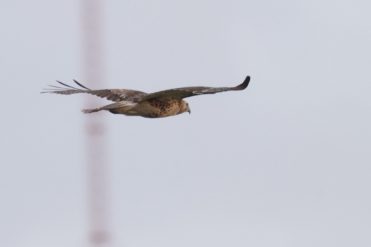 Red-tailed Hawk - ML621859876