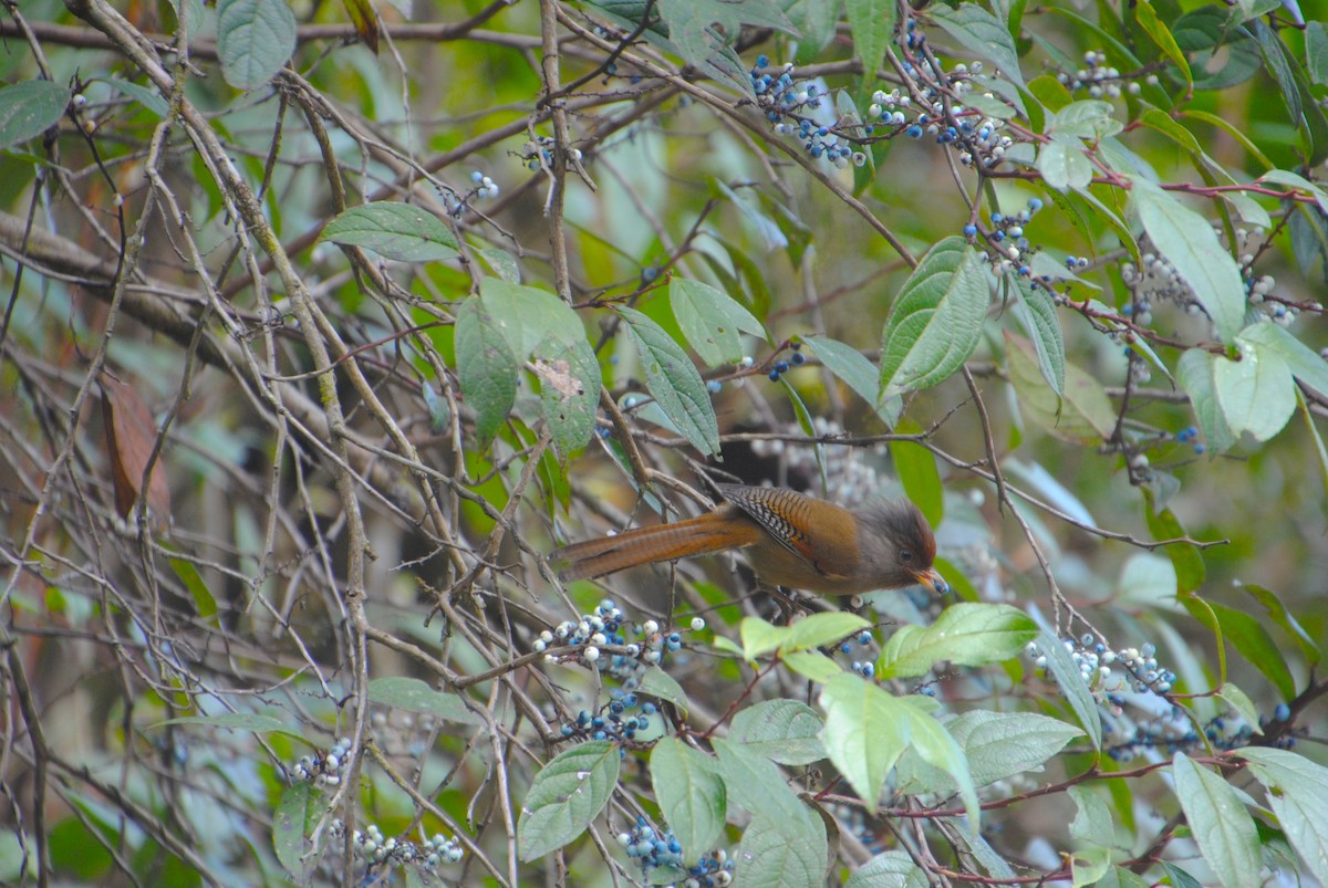 Rusty-fronted Barwing - Alyssa DeRubeis