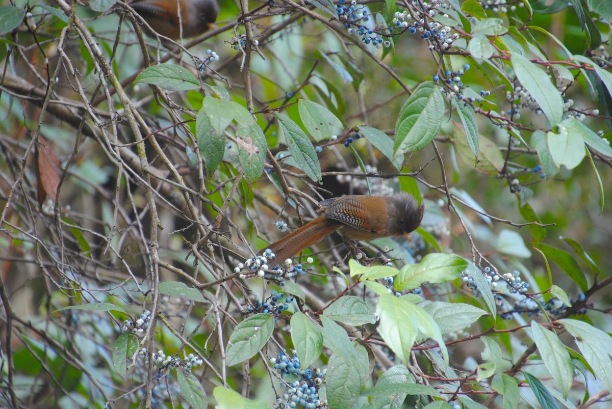 Rusty-fronted Barwing - ML621859883