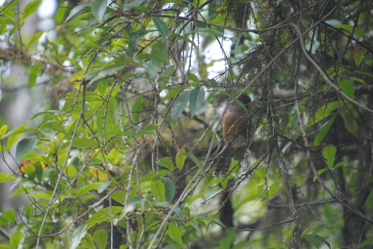 Rusty-fronted Barwing - ML621859885