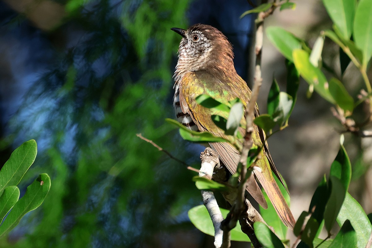 kukačka blýskavá (ssp. plagosus) - ML621859929