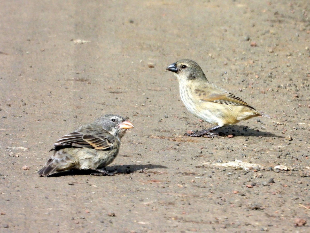 Small Tree-Finch - ML621859950