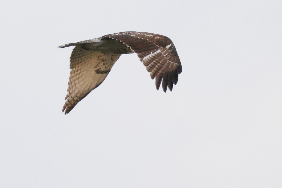 Red-tailed Hawk - ML621859951