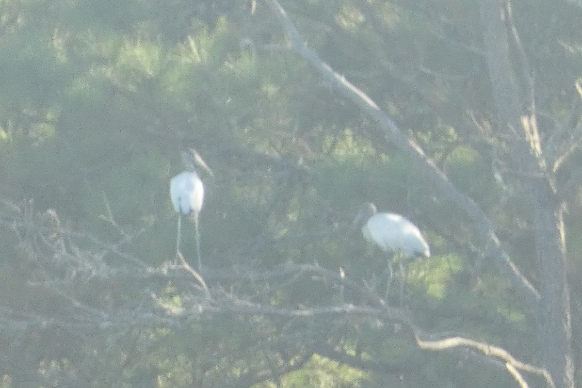 Wood Stork - ML621860008