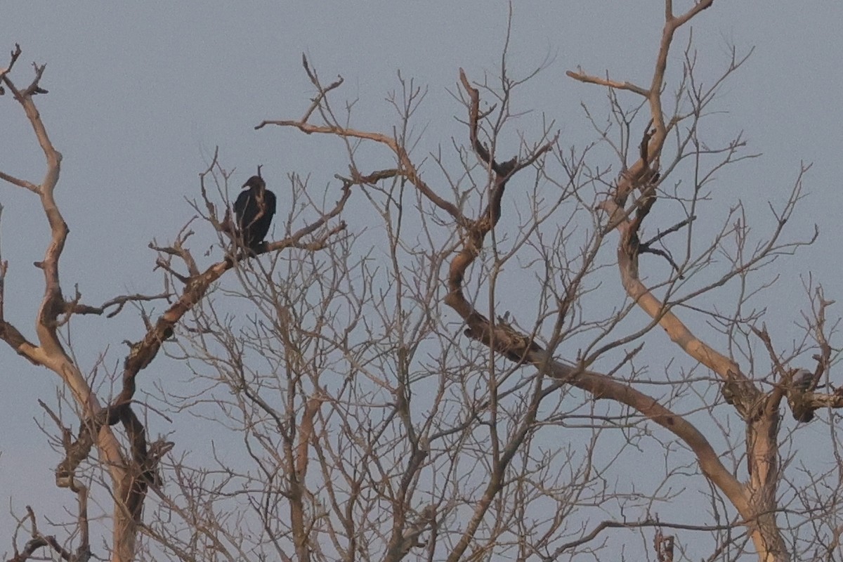 Black Vulture - ML621860009