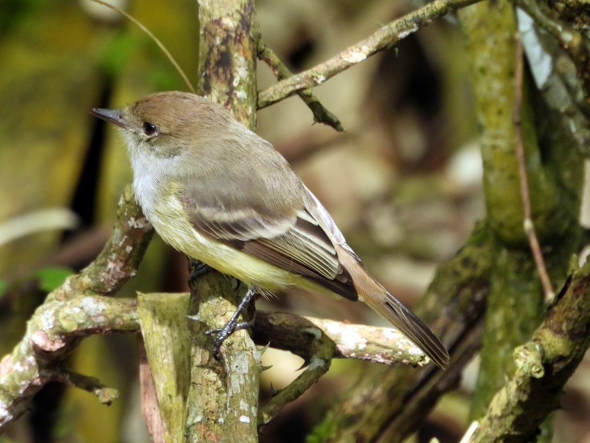 Galapagos Flycatcher - ML621860104