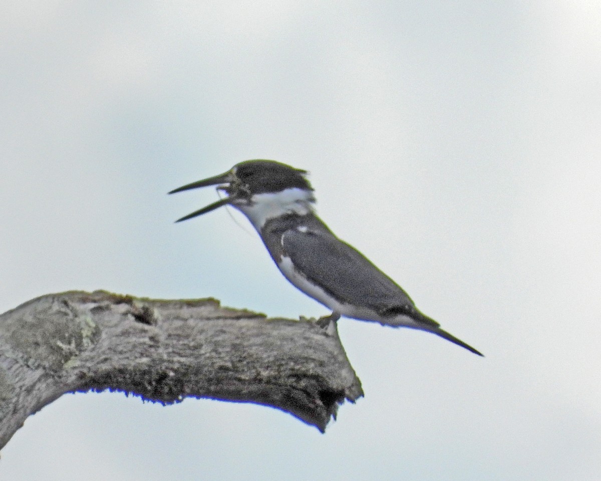 Belted Kingfisher - Aubrey Merrill