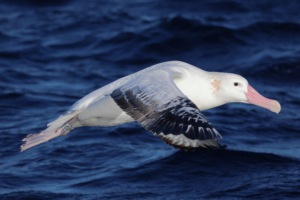Snowy Albatross - ML621860234