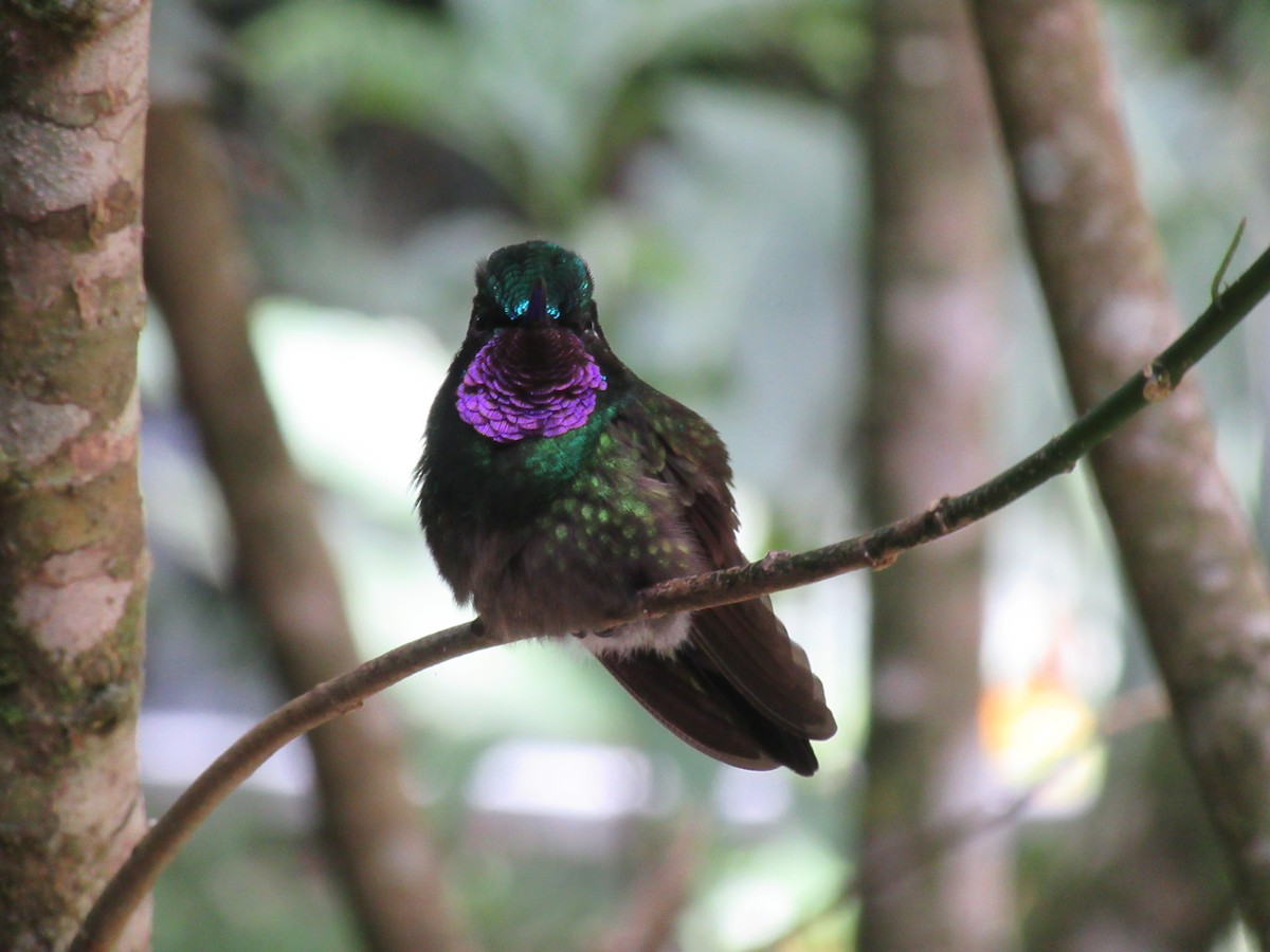 Purple-throated Mountain-gem - ML621860263