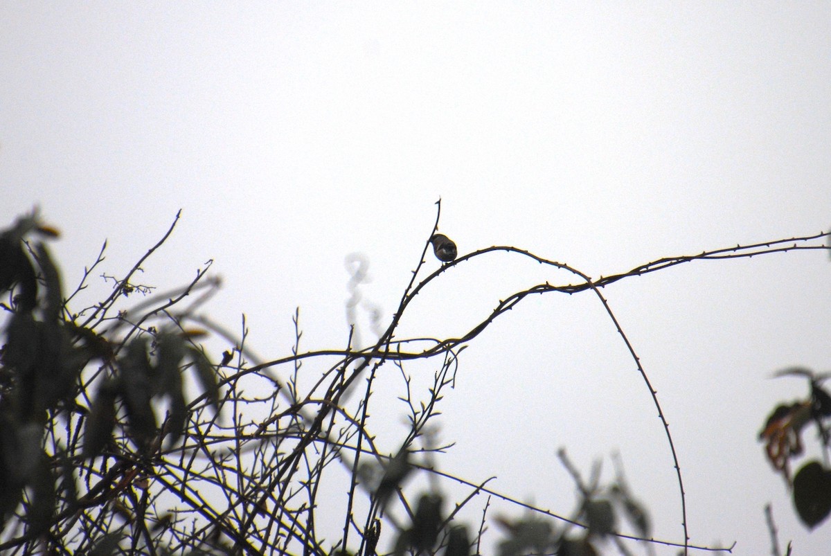 Gray-headed Bullfinch - ML621860345