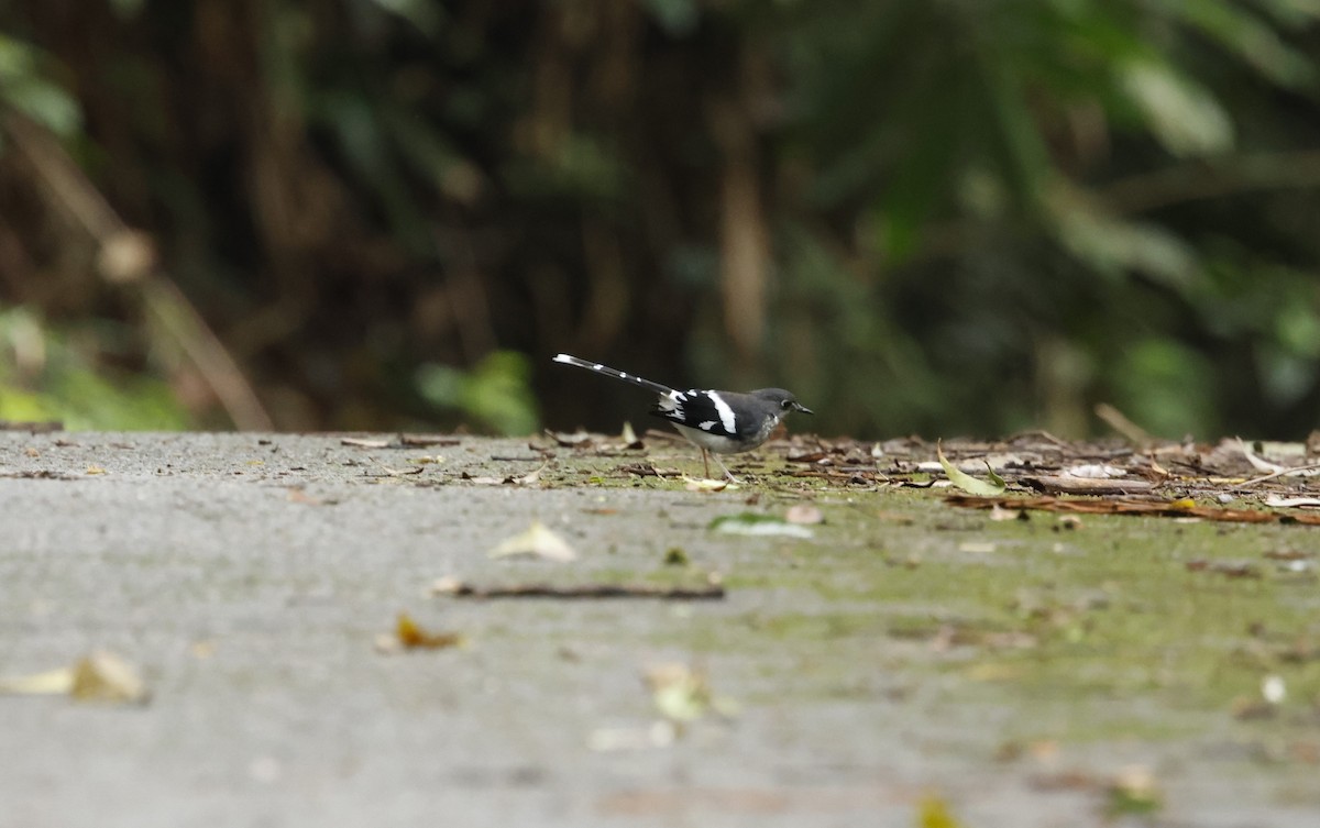 Slaty-backed Forktail - ML621860355