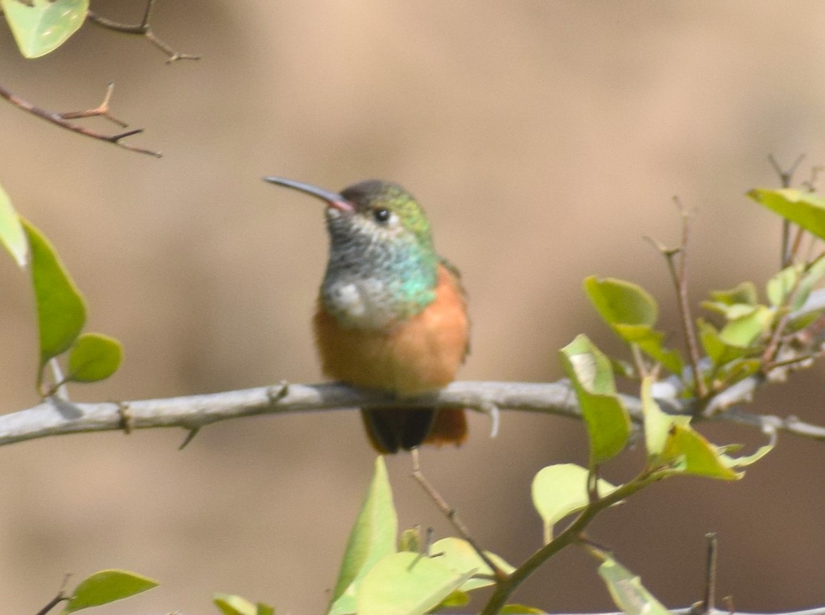 Amazilia Hummingbird - Monica Paredes Mejia