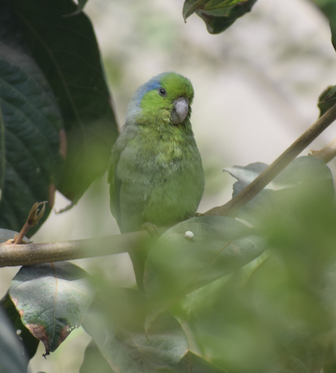 Pacific Parrotlet - Monica Paredes Mejia