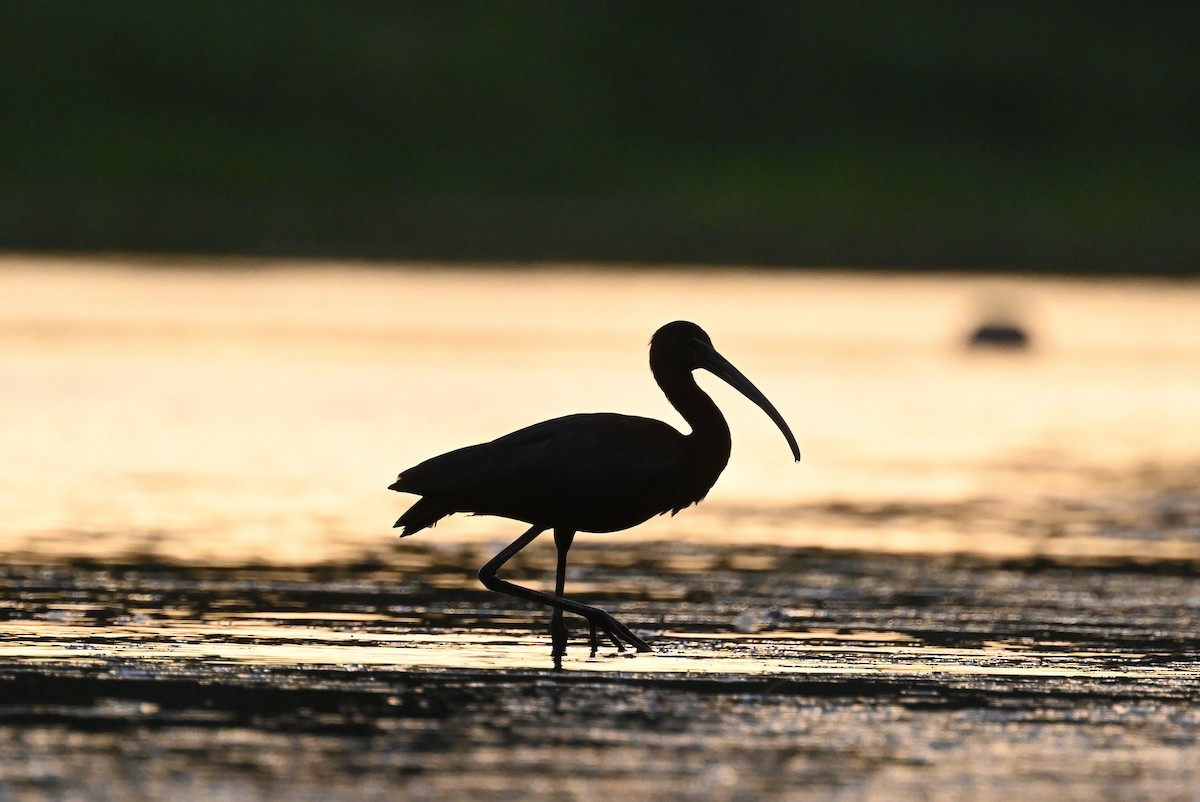 Glossy Ibis - ML621860393