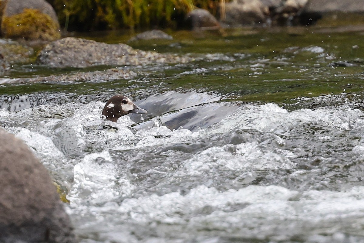 Harlequin Duck - JOEL STEPHENS