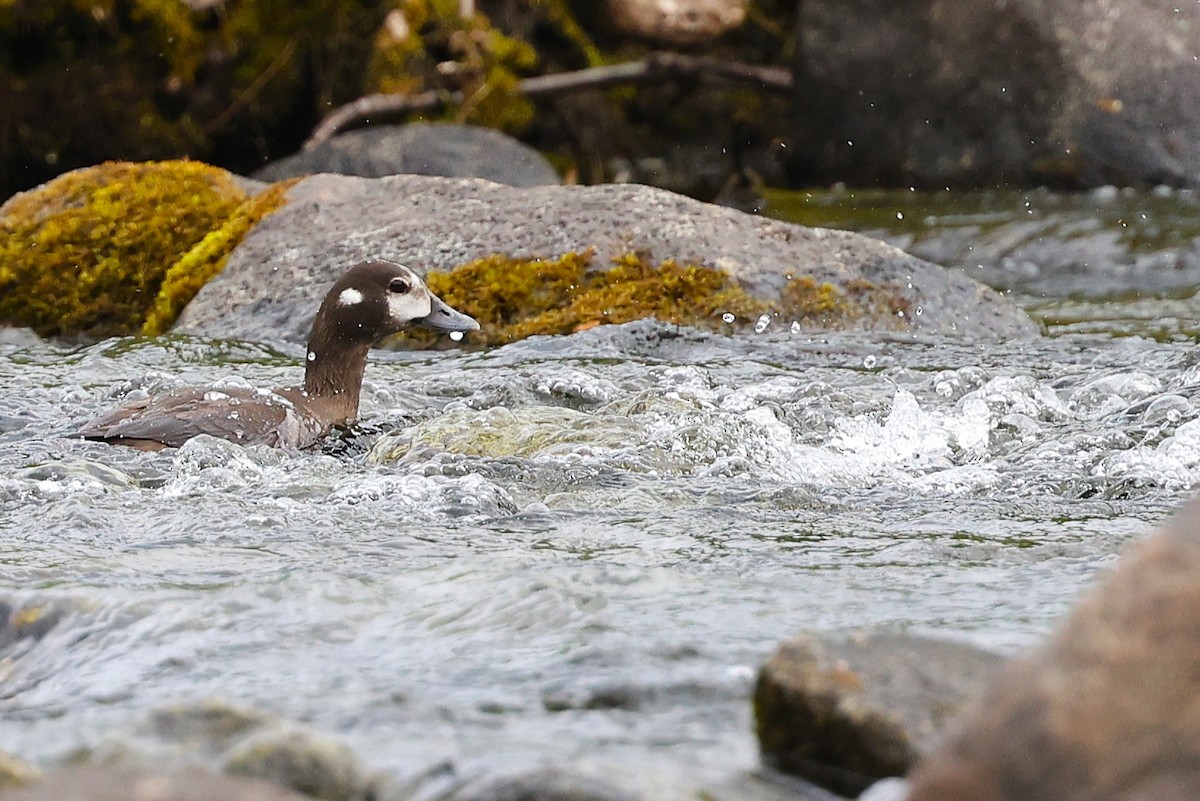 Harlequin Duck - ML621860397