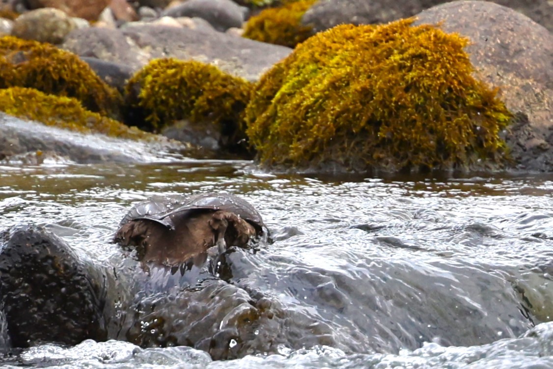 Harlequin Duck - ML621860398