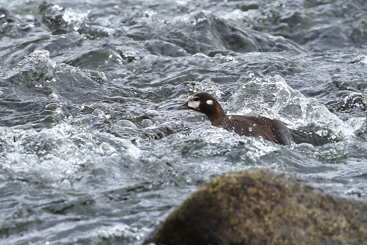 Harlequin Duck - ML621860399