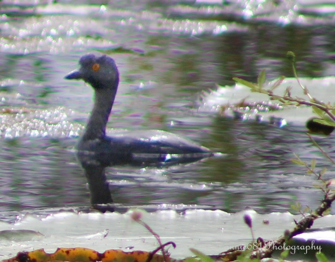 Least Grebe - ML621860415