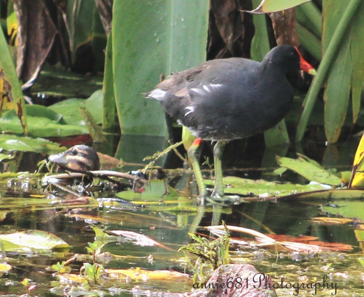 Common Gallinule - ML621860429