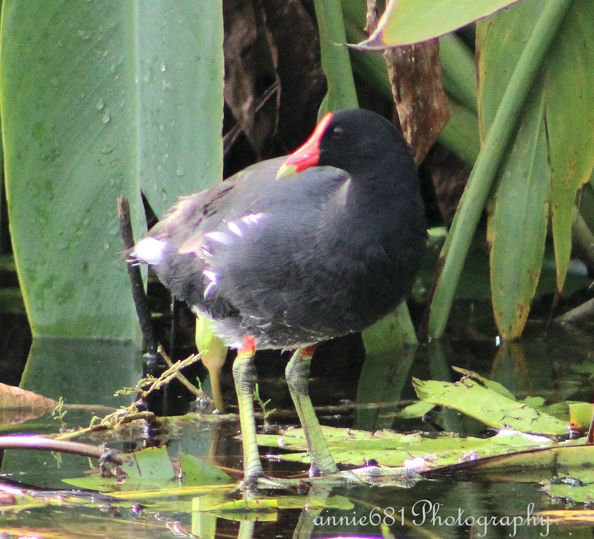 Common Gallinule - ML621860431