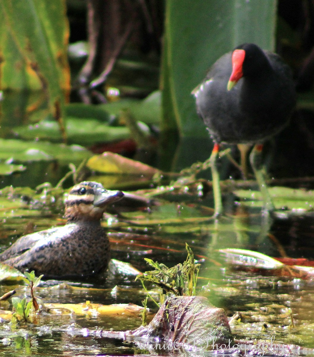 Common Gallinule - ML621860432