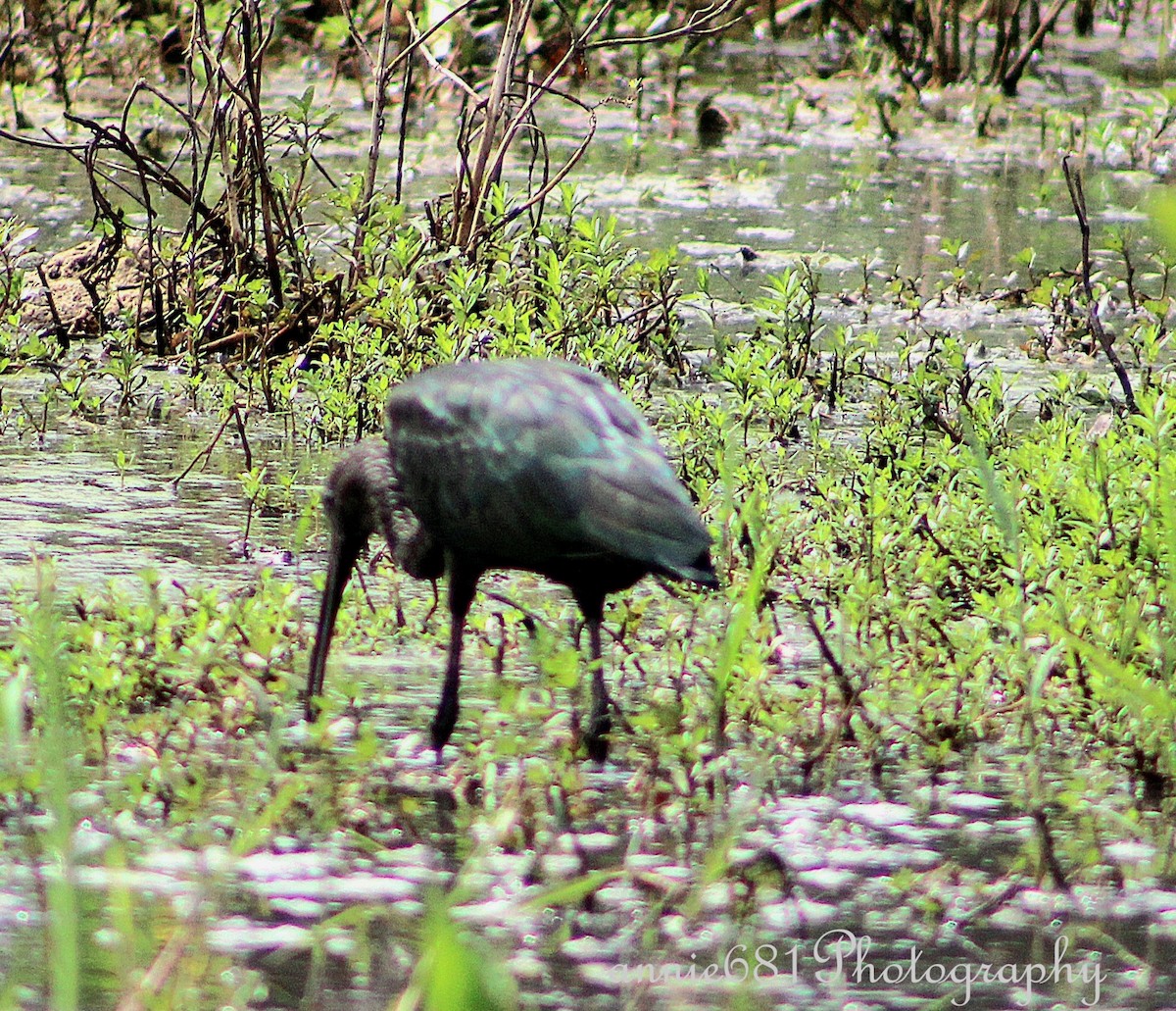 Glossy Ibis - ML621860440