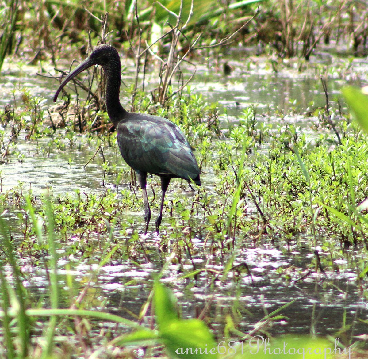 Glossy Ibis - ML621860441