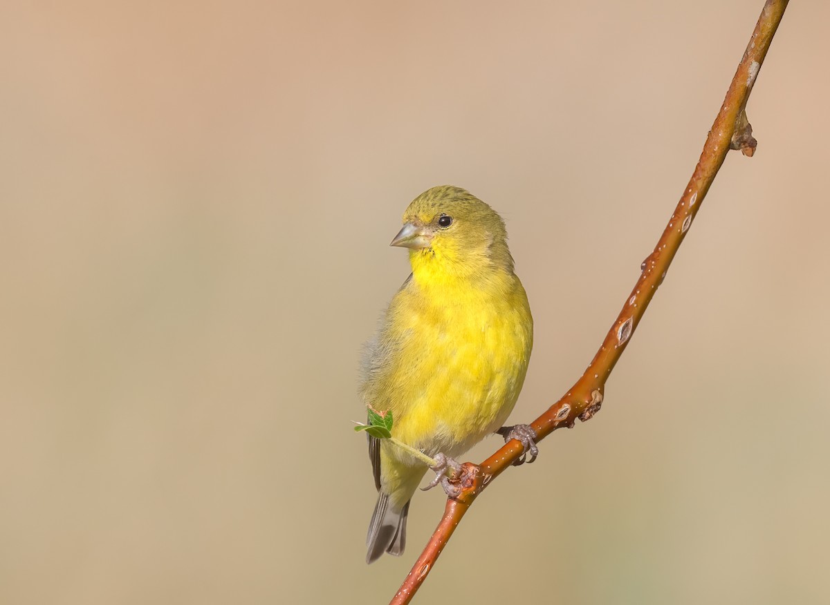 Lesser Goldfinch - ML621860462