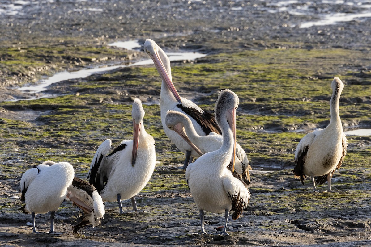 Australian Pelican - ML621860465