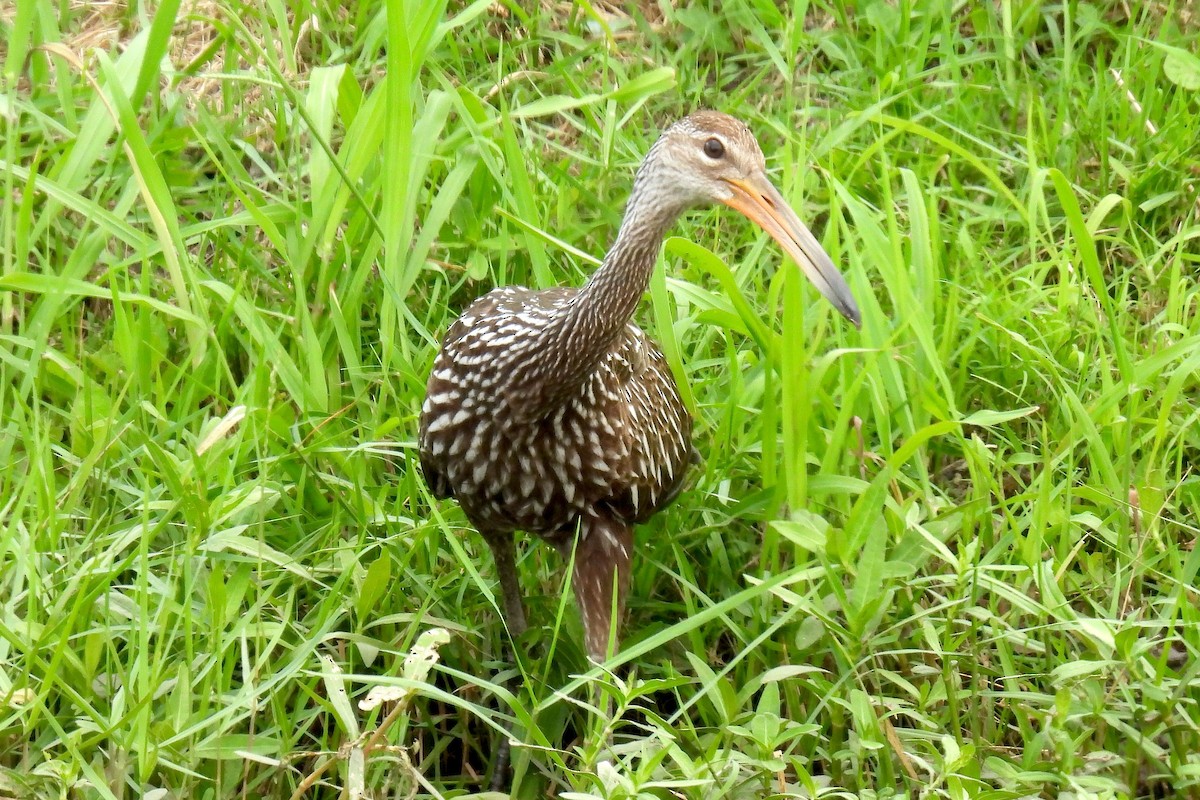 Limpkin - ML621860492