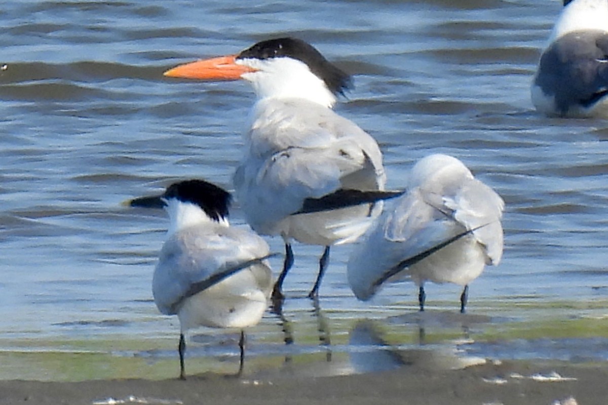 Sandwich Tern - ML621860526