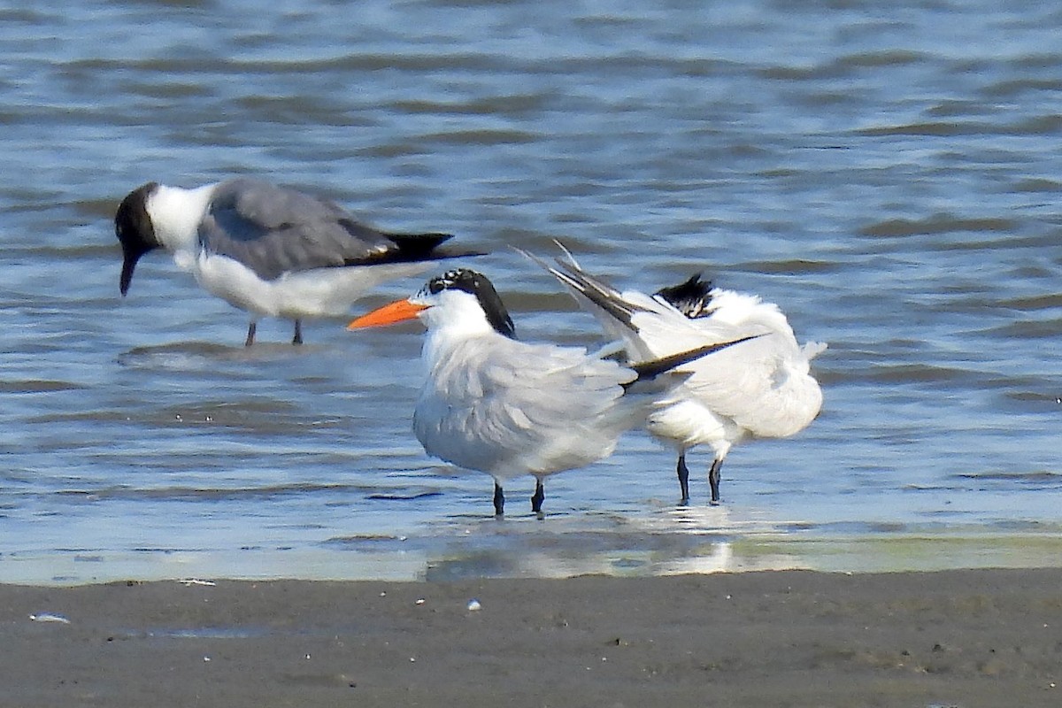 Royal Tern - ML621860530