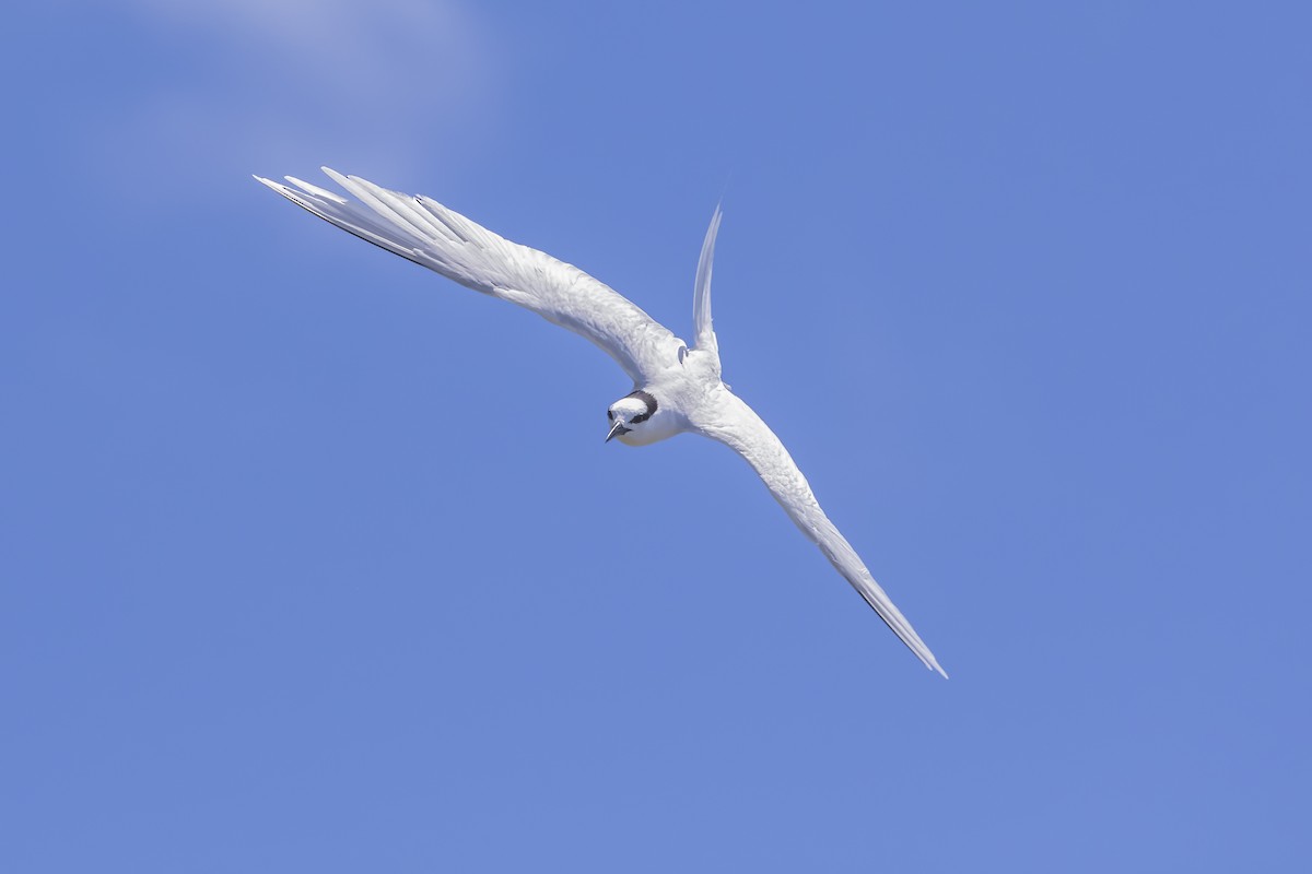 Black-naped Tern - ML621860534