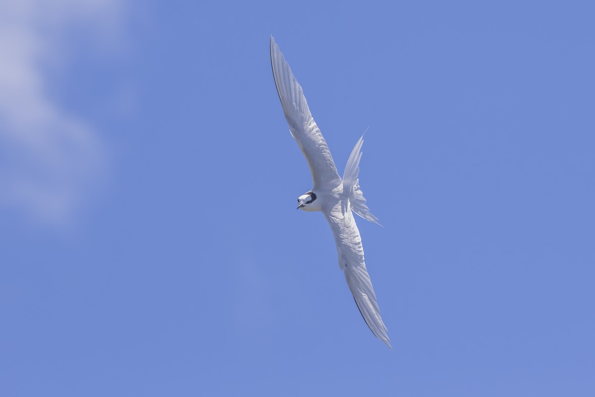 Black-naped Tern - ML621860535