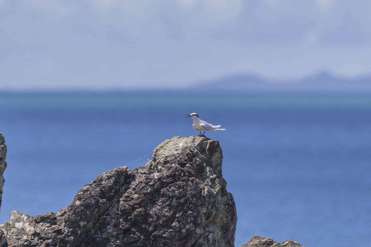 Black-naped Tern - ML621860536