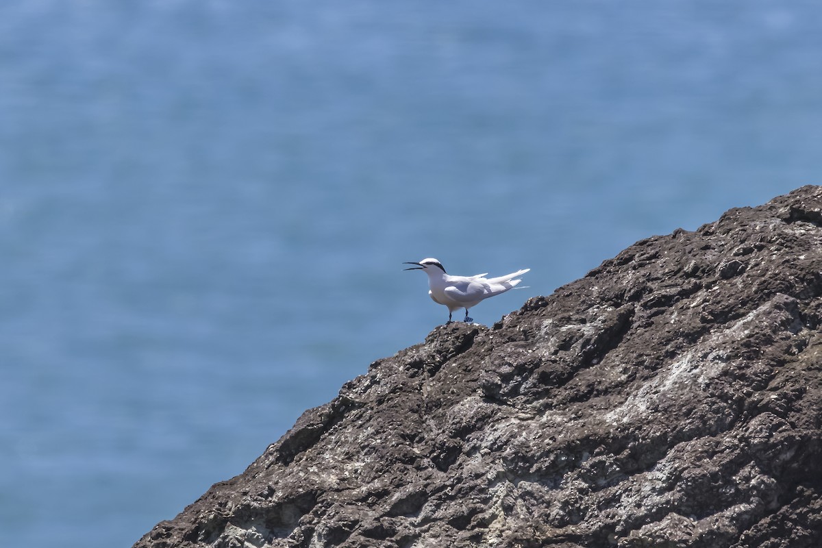 Black-naped Tern - ML621860537